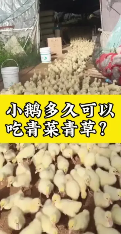 #养鹅技术分享 #禽病技术指导 #科学养鹅 #肉鹅养殖