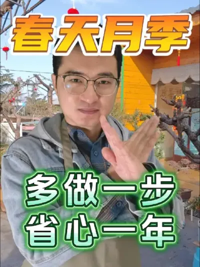 春季月季多做这一步，省心一整年！ #养花 #月季 #防虫颗粒