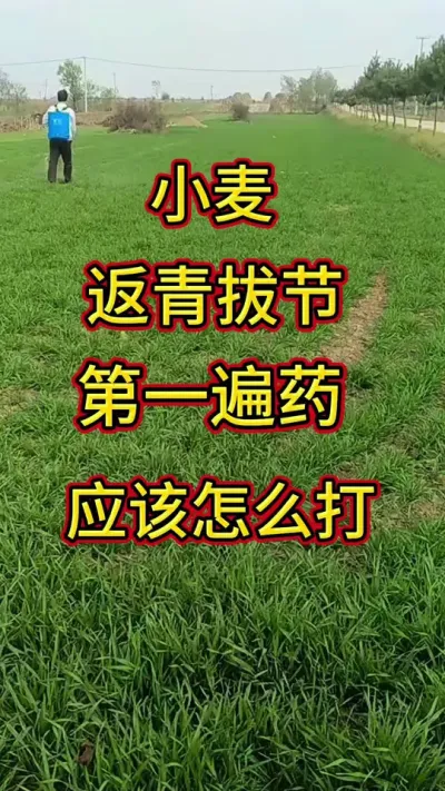 小麦返青拔节怎么打第一遍药