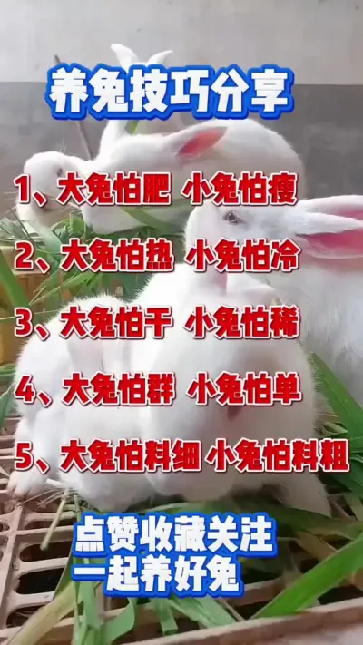养兔技巧分享#兔子 #肉兔养殖 #科学养兔 #养兔人 #养兔专业户