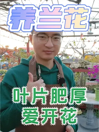 冬天如何让兰花叶片肥厚爱开花？ #养花 #兰花 #兰花营养液
