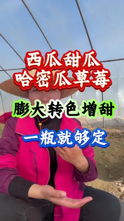 西瓜种植 西瓜甜瓜哈密瓜草莓膨大转色增甜一瓶就搞定#西瓜种植 #西瓜管理#种西瓜#种西瓜#膨大增甜