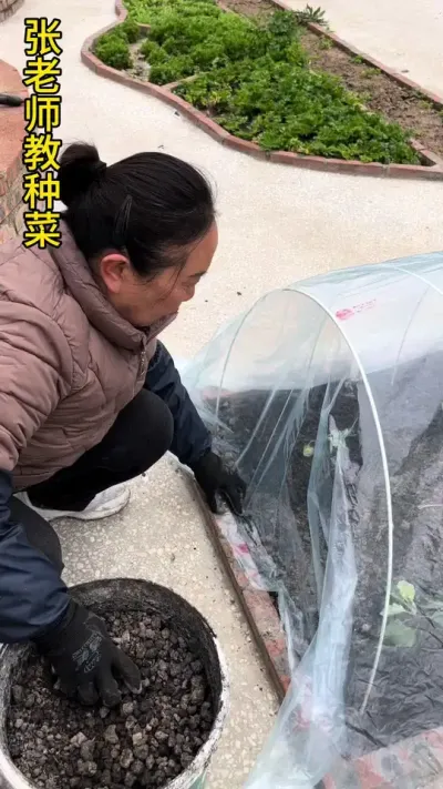 害怕薄膜压不住，用夹子夹着#关注我一起学种菜