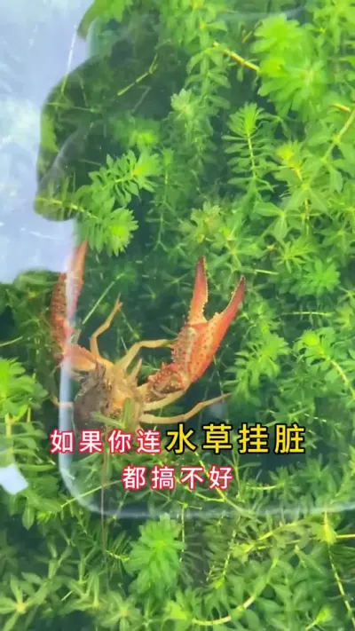 最简单的处理水草挂脏方法，没事之一。#螃蟹养殖 #河蟹养殖 #大闸蟹养殖 #鱼虾蟹养殖 #三农 @抖音小助手