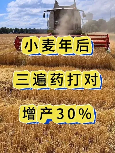 小麦年后三遍药，打对了增产又增收#小麦#小麦种植#小麦高产管理 #小麦高产技术 #农业种植