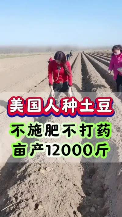美国人种土豆，不打药不施肥亩产12000土豆种植#土豆高产#马铃薯种植#洋芋种植#洋芋 #土豆