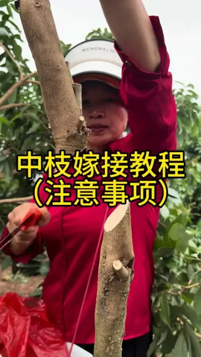 中枝嫁接教程（注意事项）#嫁接技术 #2024新农人计划 #dou来广东百千万 #青dou计划