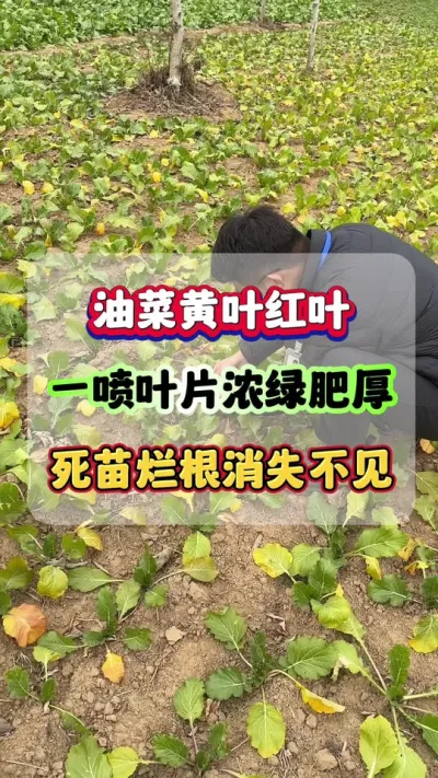 油菜黄叶红叶兑水喷一遍，叶片浓绿肥厚，死苗烂根消失不见！#油菜种植  #生根壮苗 #蔬菜种植  #种菜小技巧