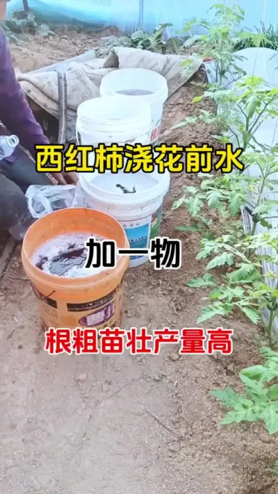 西红柿浇水时加上它，生根快，抗重茬#三农种植 #生根剂 #生根壮苗