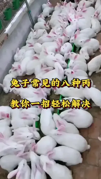 兔子常见的八种丙，教你一招就搞定 #兔子 #养兔人 #肉兔养殖 #养兔技术#养兔子注意事项 #科学养兔