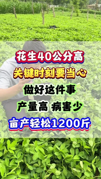 当花生40公分高，关键时刻要当心！做好这件事，病害少产量高，亩产轻松1200斤！#花生种植  #花生高产  #花生种植管理技术  #花生施肥 #农业种植