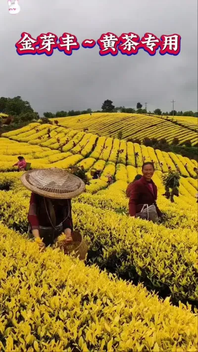 #黄金芽提黄增亮#春茶明前茶黄茶#黄茶管理要点