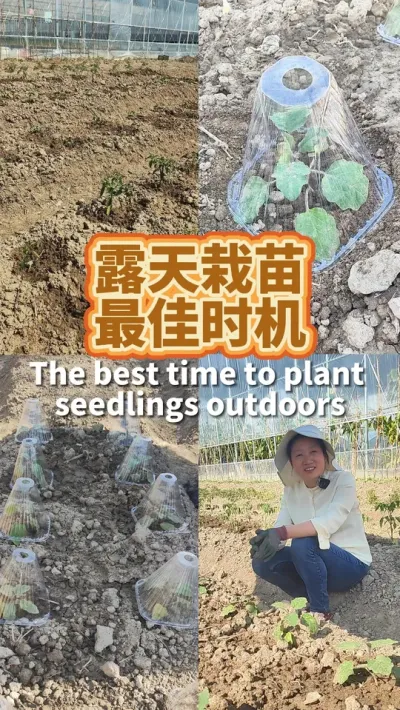辣椒茄子番茄豆角什么时候种合适？ 杭州一般 3月10号以后就种下地了，到到10摄氏度低温就要盖膜或加防寒罩，这样5月就可以吃上了#种植小技巧 #我爱种菜 #阳台种菜 #我的小菜园 #三农