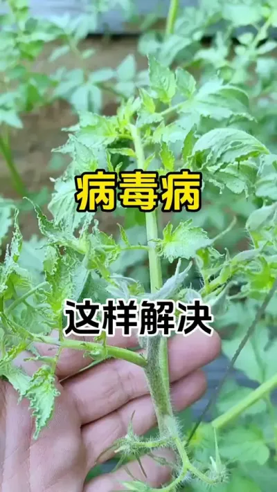 病毒病爆发，一定要及时预防#病毒病防治 #番茄病毒病怎么预防 #三农种植