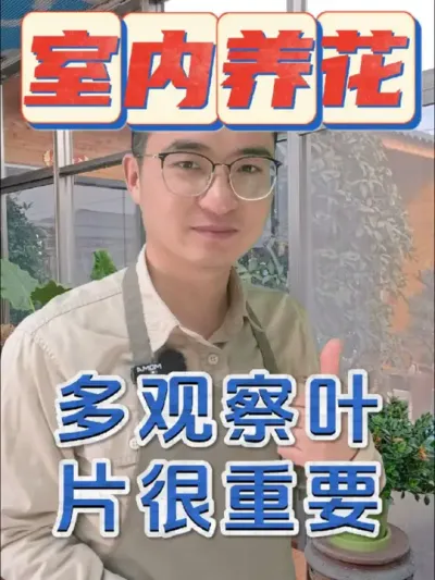 室内养花，多留意叶片变化很重要！#养花 #花卉绿植 #根腐病
