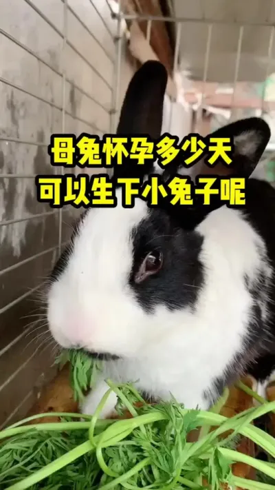 母兔怀孕多少天可以生下小兔子呢？ #兔子#养殖#三农#养兔人