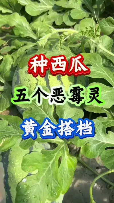 西瓜种植 五个恶霉灵的黄金搭档#西瓜种植 #西瓜管理 #恶霉灵 #病害防治