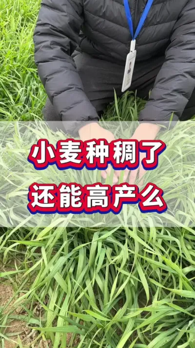 小麦种稠了，还能高产么？#小麦种植 #小麦高产 #小麦种植管理技术 #农业种植