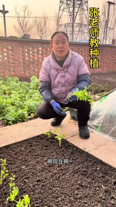 温度慢慢上升，芹菜苗可以开始种植了#每天分享蔬菜种植技巧 #关注我一起学种菜 #芹菜种植 #关注我每天分享种植知识