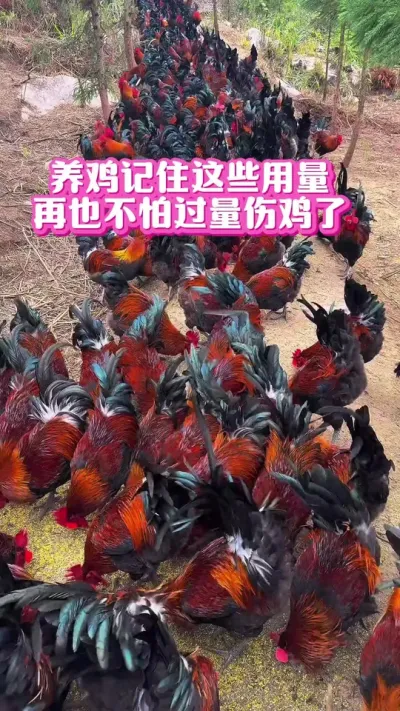 养鸡这12种东西的用量要记牢，用时不慌张#鸡病防治 #养鸡技术 #科学养鸡 #农村散养土鸡#每天分享养鸡知识