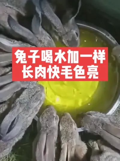 兔子喝水加一样，长肉快毛色亮 #兔子#养殖#三农#养兔子