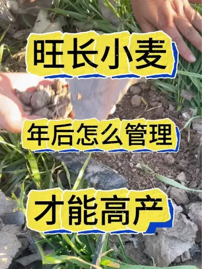 小麦种植 旺长小麦年后管理一定要注意⚠️#小麦种植#小麦 #小麦管理 #小麦旺长#小麦种植管理技术