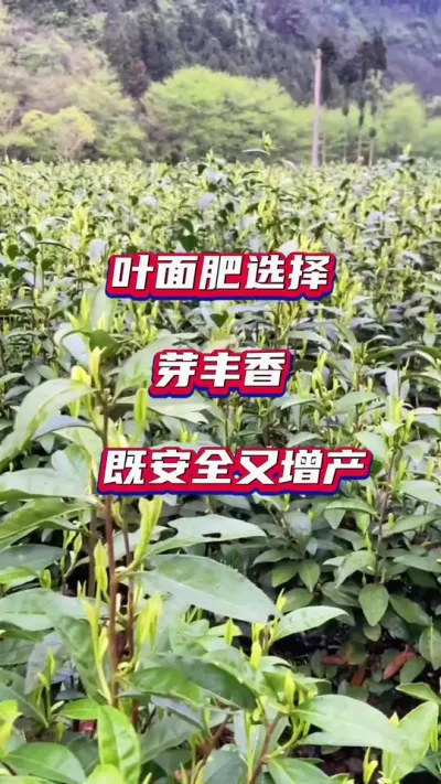#茶树种植技术管理 #茶叶增产提质 #茶叶采摘季节 #茶园管理出好茶