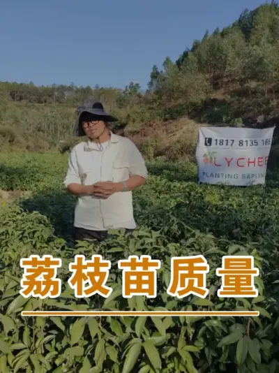 仙进奉荔枝苗#广西灵山荔枝果苗#农业创业#抖音新农人计划2025#吕老师种果苗