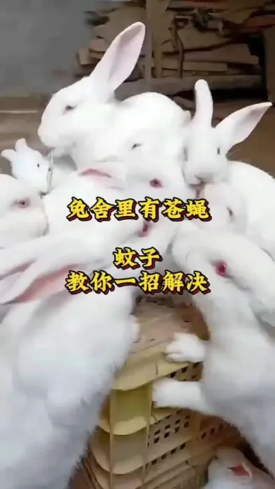 兔舍里有苍蝇蚊子，教你一招轻松解决 #肉兔养殖  #养兔  #养兔人 #肉兔养殖