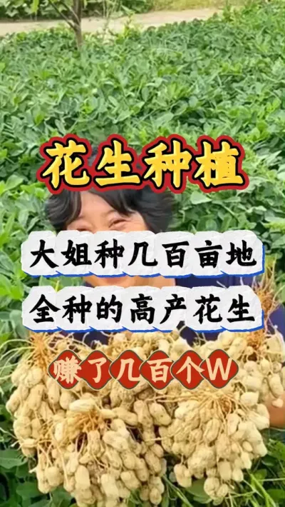 春花生亩产1000的原因#花生种植 #花生高产 #花生高产管理 #服务三农支持三农