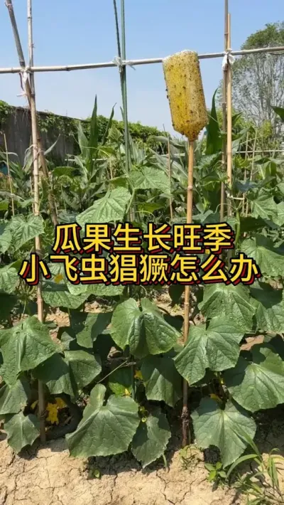 瓜果生长旺季小飞虫猖獗怎么办 我菜园里出现很多果蝇、小黑飞、还有黄守瓜。我自己DIY灭虫器效果很不错。#病虫害防治 #我的小菜园  #种植小技巧  #我爱种菜 #三农