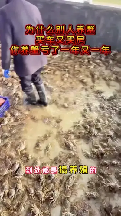 同样的环境，同样的堂口，为什么产量就是不一样呢，差距究竟出现在哪里？#河蟹养殖 #大闸蟹养殖 #鱼虾蟹养殖 #螃蟹养殖 #三农 @DOU+小助手