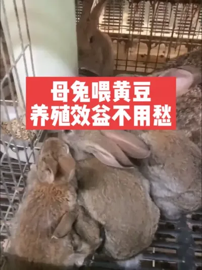 母兔喂黄豆，养殖效益不用 #兔子#养殖#养兔子#喂兔子
