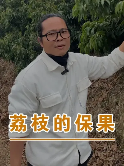 荔枝成花易保果难#广西灵山荔枝果苗#农业创业#抖音新农人计划2025#吕老师种果苗