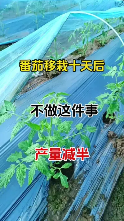 番茄种下后，及时做好这项工作，产量高，病害少#西红柿种植 #病虫害防治 #农业