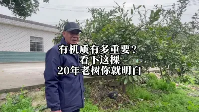 补充有机质的重要性！这一颗有年头的树就是例子！#有机质 #肥料 #果树 #田间地头实操干货 #来抖音学农技