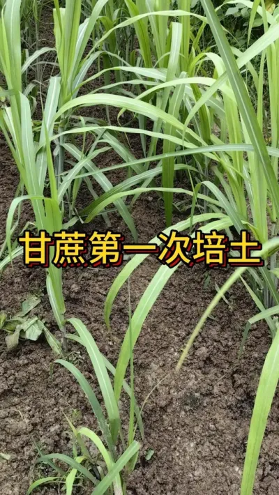 甘蔗第一次培土 甘蔗长到50-100CM高的时候给它追肥培土，今年是第二年种，我也上了防蔗螟的金龟子绿僵菌#甘蔗种植  #阳台种菜  #种植小技巧  #我的小菜园