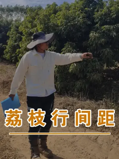 这些荔枝的种植行间距不知道适不适合你，但是适合我们#广西灵山荔枝果苗#农业创业#抖音新农人计划2024#吕老师种果苗