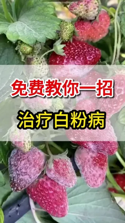 草莓白粉病。教你们一招就搞定#草莓🍓 #草莓种植 #抖音助农