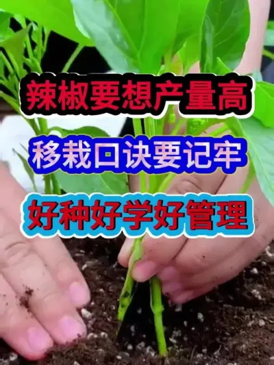辣椒要想产量高移栽口诀要记牢好种好学好管理 #辣椒种植 #辣椒高产 #农业种植 #种植小技巧 #分享农业知识帮农民增产增收