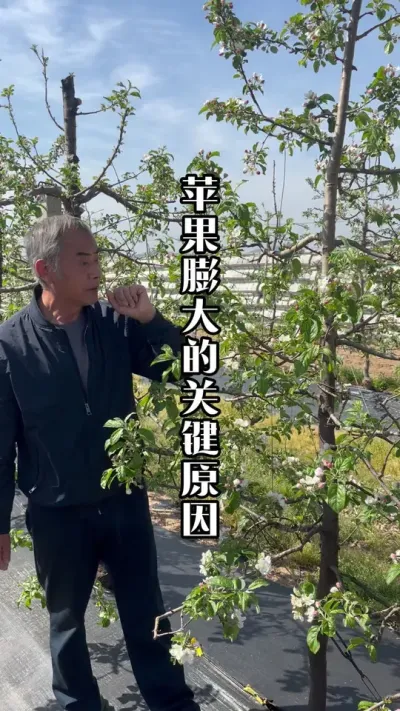 苹果的大小怎么形成？关键原因！ #苹果膨大 #苹果管理 #来抖音学农技 #田间地头实操干货