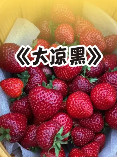 大凉山黑珍珠 两广阳台党的最爱❤️#草莓 #农村生活 #记录我的种植生活 #盆栽草莓