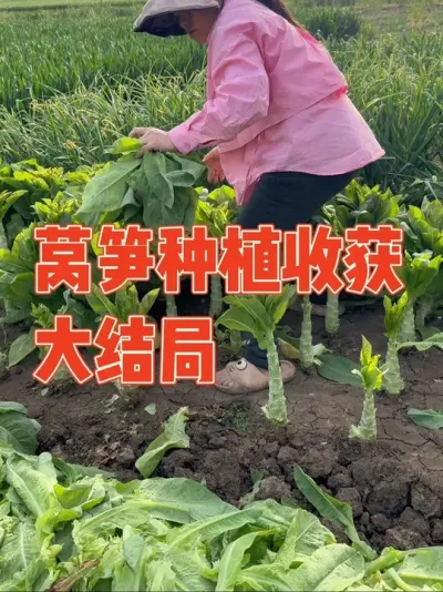 犟种第一次种莴笋撒种过密，依然不听劝又移栽了两畦，幻想开春的时候能大卖，下霜后却直接冻成梅干菜，没想到开春后直接大爆发，长势非常喜人，最后迎来大丰收，全家人都吃怕了#莴笋 #莴笋种植 #强迫症治愈系 