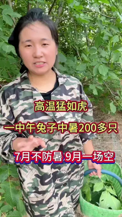 高温高湿，养兔学会这样防暑，全程不扔一只兔#养兔人 #兔子 #肉兔养殖 #养兔人