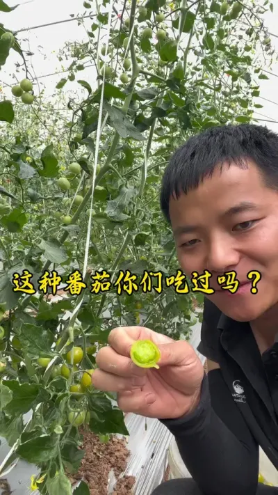 我不知道初恋甜不甜，但这个番茄是真的甜，番茄中的爱马仕！#水果西红柿 #返乡创业新农人