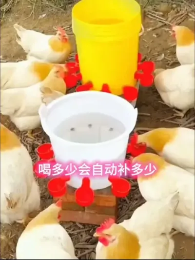 废旧水桶秒变鸡鸭鹅喂水神器#养鸡技术 #养鸡助手 #服务三农支持三农 #鸡鸭鹅喂水器 #喂水神器