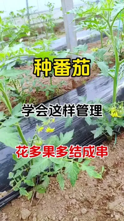 常言道，三分靠种子，七分靠管理，管理实在太重要了，想要种番茄花多花大花壮，座果率翻倍，做好这一步很重要#番茄种植 #促花保果 #西红柿种植