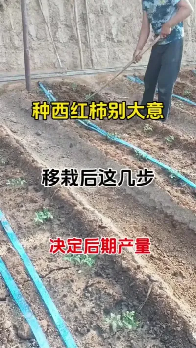 番茄移栽三天，这几步管理很重要，决定后期产量#每天分享农业小知识 #番茄种植 #抖音助农