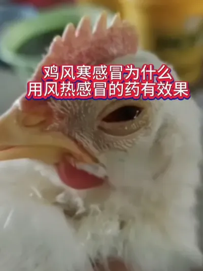 冬季天冷，鸡群受到冷风吹易发问题，那么怎么处理呢#养鸡技术 #科学养鸡 #鸡病咨询 #蛋鸡 #禽病诊疗