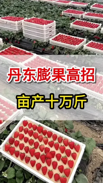 丹东种植户都在用的膨果秘诀，你知道么#膨果增甜上色